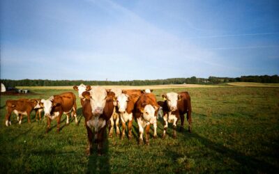 La percepció de la ramaderia extensiva